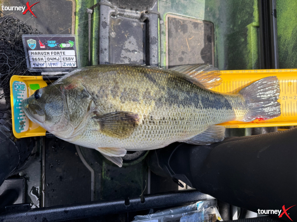 Marvin Forte 20.5 inch largemouth